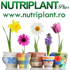 flori Nutriplant